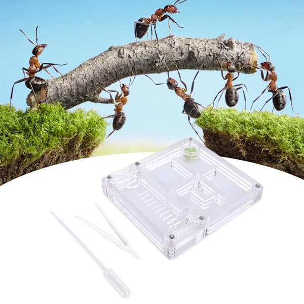 Akryl Gennemsigtigt Myre Avl Hus Rede Formicarium Display Boks Ornamental