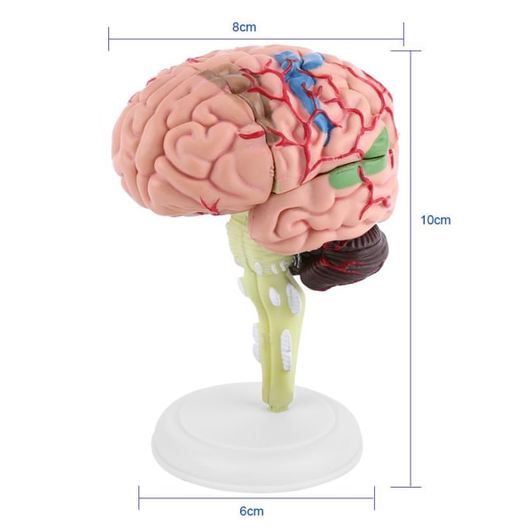 1 st demonterad anatomisk mänsklig hjärna modell medicinskt läromedel leksak