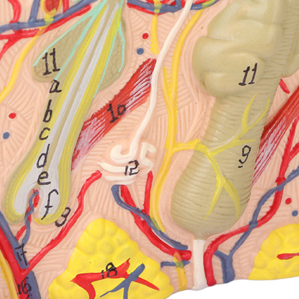 35X Förstorad Anatomisk Hudmodell 3-Dimensionell Hudläromedel Modell för Hudkosmetologi
