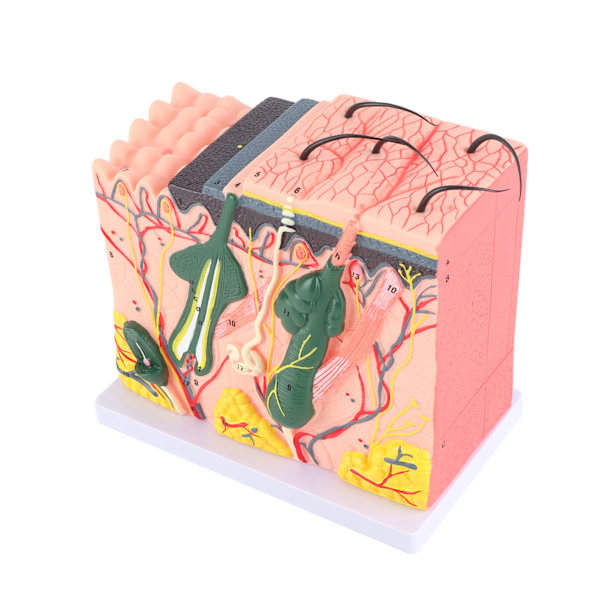 50X Tredimensionell Förstorad Modell av Mänsklig Hud Anatomi Biologi ...