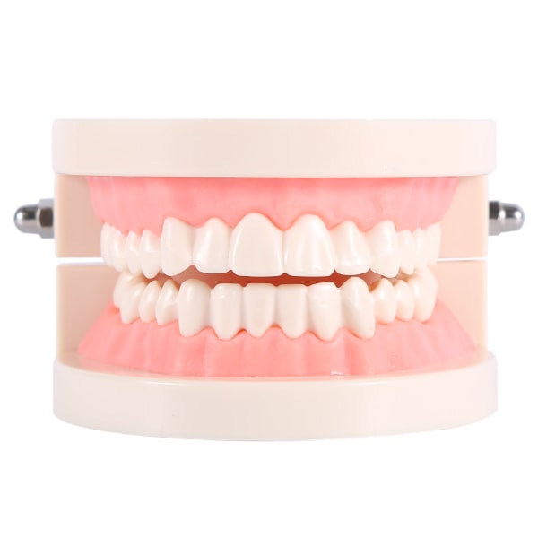 1st PVC Dental Teaching Study Standard Model Demonstration Lär barn att borsta tänder