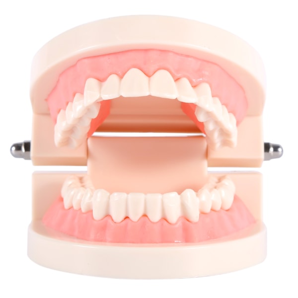 1st PVC Dental Teaching Study Standard Model Demonstration Lär barn att borsta tänder