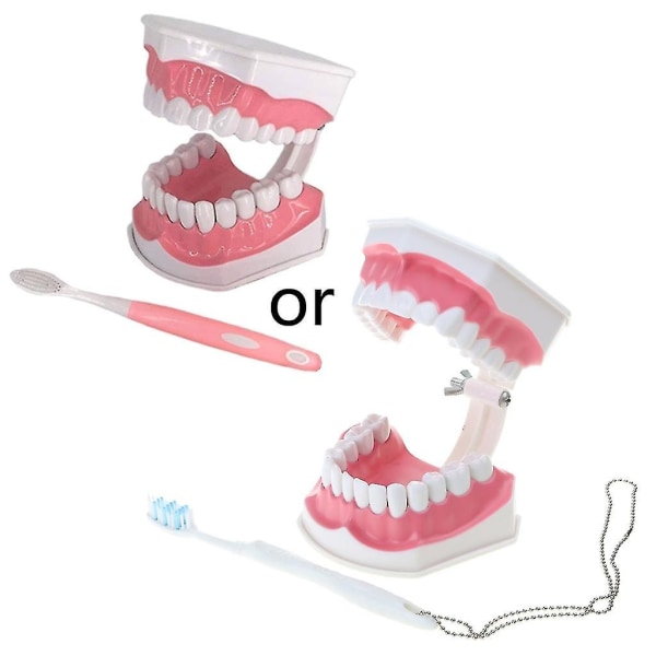 Standard Dental Teaching Model Undersøgelse om strukturen af ​​orale tænder 2 gange