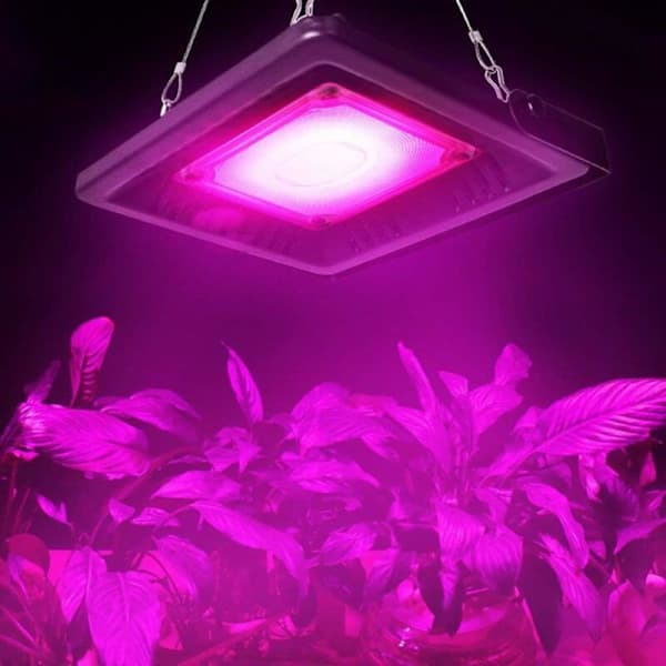 Vækstlys, 50W LED vækstlys, indendørs COB vækstlys
