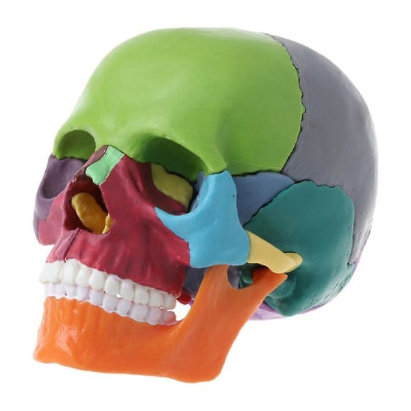 15Pcs/Set Skull Model Disassembled Color Skull Anatomical Model Detachable Teaching Tool