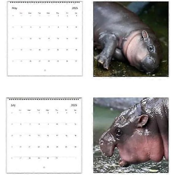Moo Deng Kalender 2025, Rolig Moo Deng Flodhäst Kalender, Lilla Flodhästen Moo Deng 2025 Väggkalender, 12 Månaders Planerare