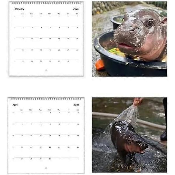 Moo Deng Kalender 2025, Rolig Moo Deng Flodhäst Kalender, Lilla Flodhästen Moo Deng 2025 Väggkalender, 12 Månaders Planerare