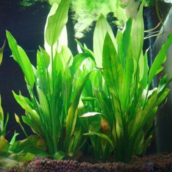 Plast konstgjord vattengräsgrön 15 cm höjd för akvarium green one size