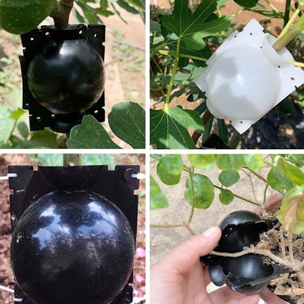 Rooting High Pressure Propagation Ball High Pressure Box Garde Clear S-3pcs