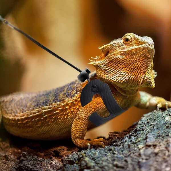 Bearded Dragon Harness & Leash 2-Pack - Adjustable Reptile Vest with Secure Straps for Lizards, Amphibians & Small Pets (S/M/L)-FX-