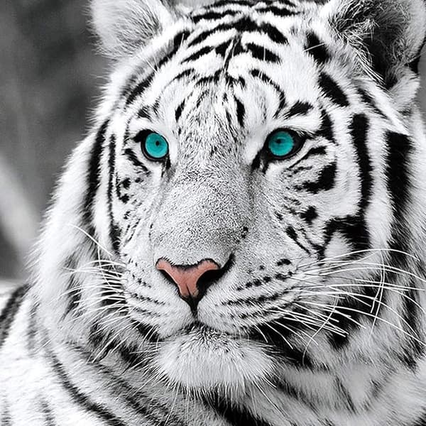 Diamantmaling Hvit Tiger 30*30cm, Dyrediamantbroderi DI-FX-