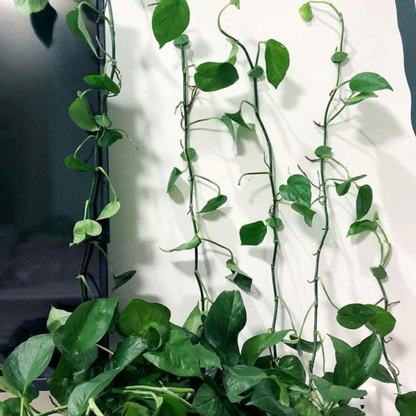 Självhäftande växthållare väggfästen för klätterväxter 20-Pack