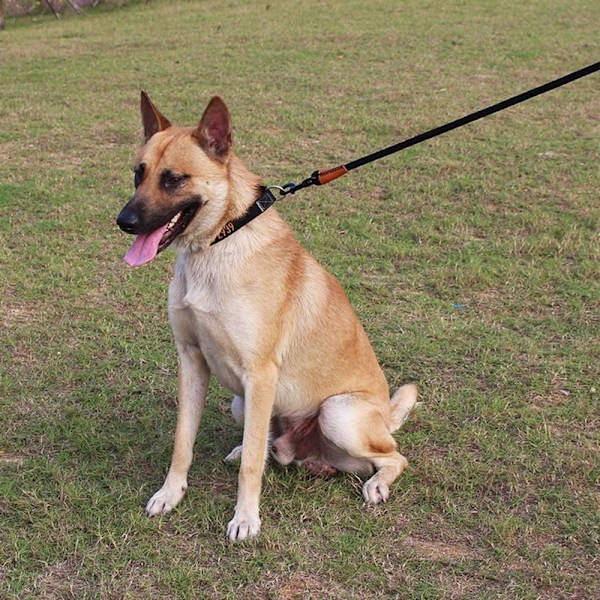6FT Hundkoppel Starkt Rep Hundkoppel ORANGE orange