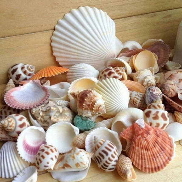 100g Mixed Beach Seashell Mix Sea Shell Craft Natural Decor DIY 2022 V0H7