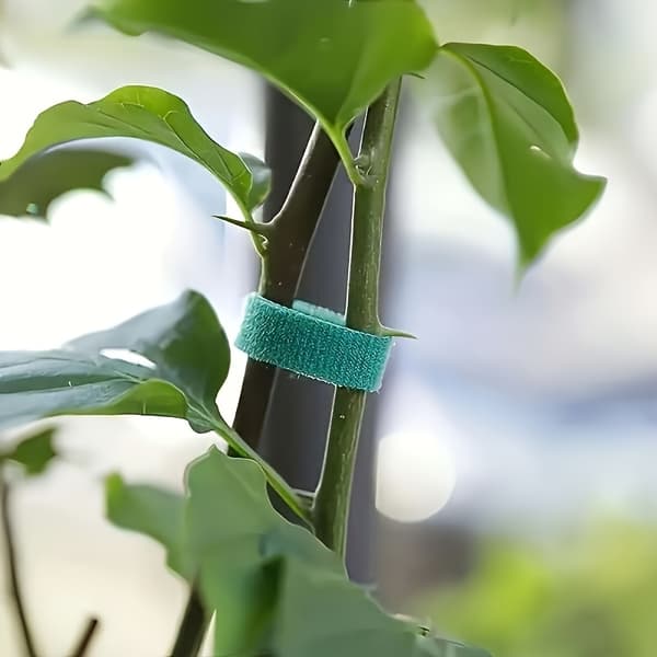 Återanvändbar växtbindare 4 rullar - Flexibel stödband i nylon för klätterväxter, blommor, trädgårdsväxter 4 Rolls 100cm
