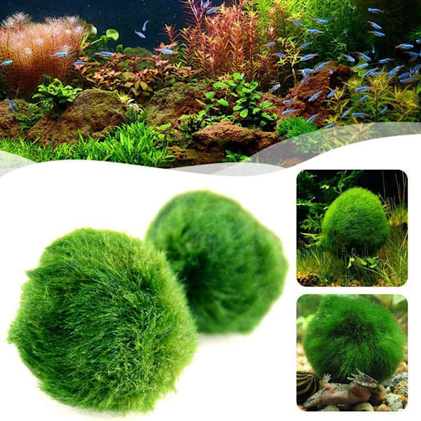Akvarium Landskapsdekoration Gröna Algbollar✨. X7I5 E9I7  greenC C