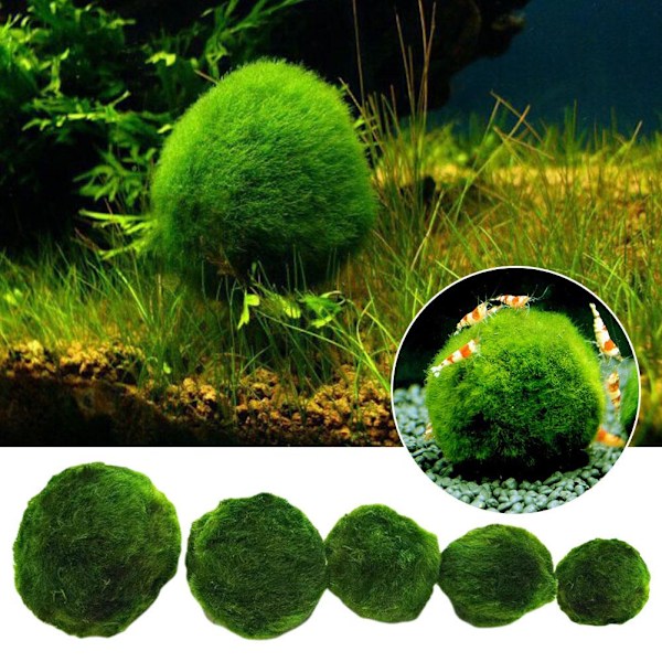 Akvarium Landskapsdekoration Gröna Algbollar✨. X7I5 E9I7  greenC C