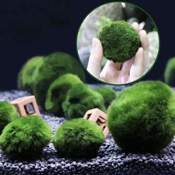 Akvarium Landskapsdekoration Gröna Algbollar✨. X7I5 E9I7  greenC C