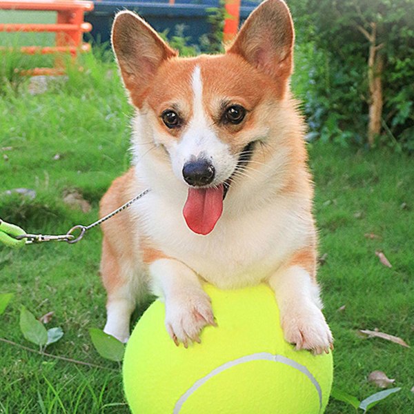 Stor husdjurshund Tennisbollskastare Chucker Launcher Leksak 9,5" 9.5" one-size