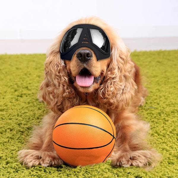 Hunde Solbriller til Små Racer UV Vindtæt Snebeskyttelse