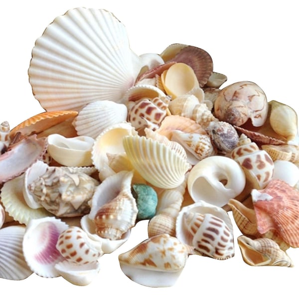 200 g Conch Shells Coral Stone Craft Aquarium Dekoration Aquarium Landskap