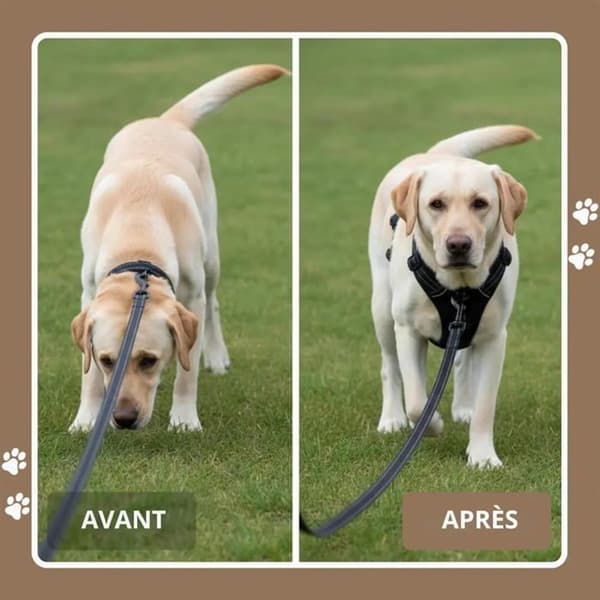 Blå \"No-Pull\" Reflex Hundsele – Justerbar Väst (Storlek XL) – Frontfäste – Koppelkrok Ingår (1.5m)