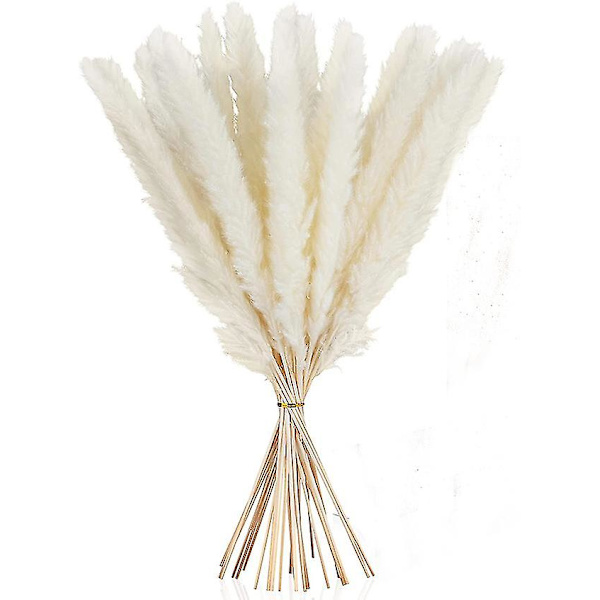 Kuivattu Pampas-ruoho, luonnollinen Pampas-ruoho kuivattu Pampas, Pampas-ruoho luonnollinen, Dri