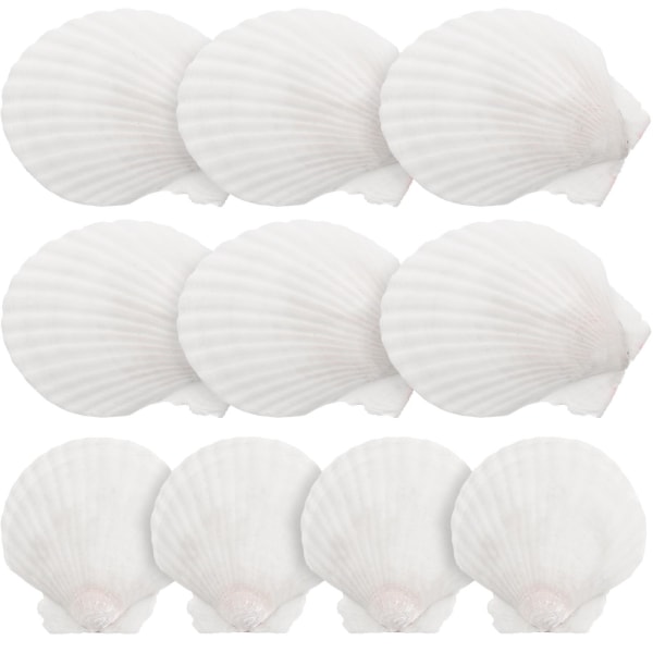 10 stk Hvide kammuslinger Shell Muslingeskaller Stor Naturlig Shell Udsmykning Craft Materiale