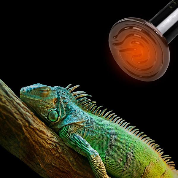Keramisk Varmelampe Pære Infrarød Reptil Varmeemitter Varmelamper Pærer