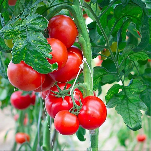 100 Stycken 9,5CM Tomathållare Clips Tomatplantor J Form för Tomater och Grönsaker