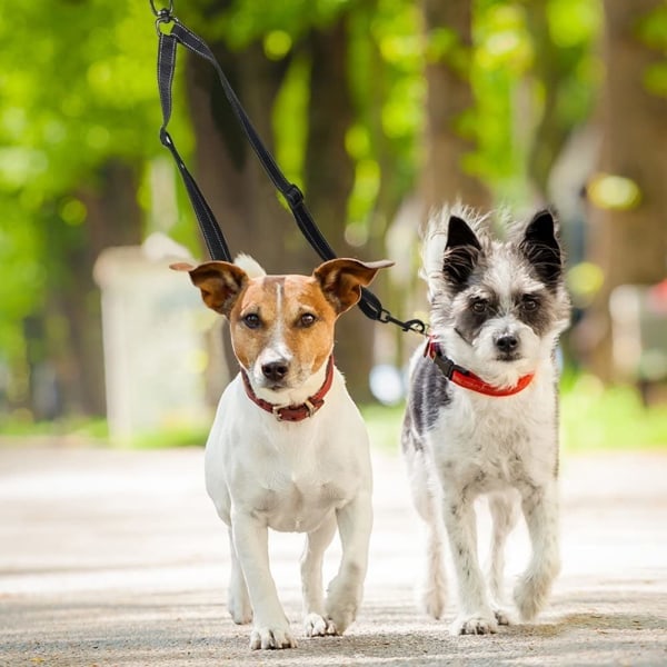 Hunde line, dobbelt line, justerbar hundeline, line, skulder