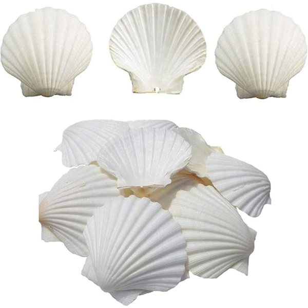 16 stk Hvite Kamskjellskall 3-4 tommer Sjøskjell Store Naturlige Fra Havstrender Sjøskjell for Håndverk For DIY Fiskebeholder Vasefyll