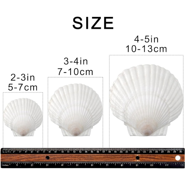 16 stk Hvite Kamskjellskall 3-4 tommer Sjøskjell Store Naturlige Fra Havstrender Sjøskjell for Håndverk For DIY Fiskebeholder Vasefyll