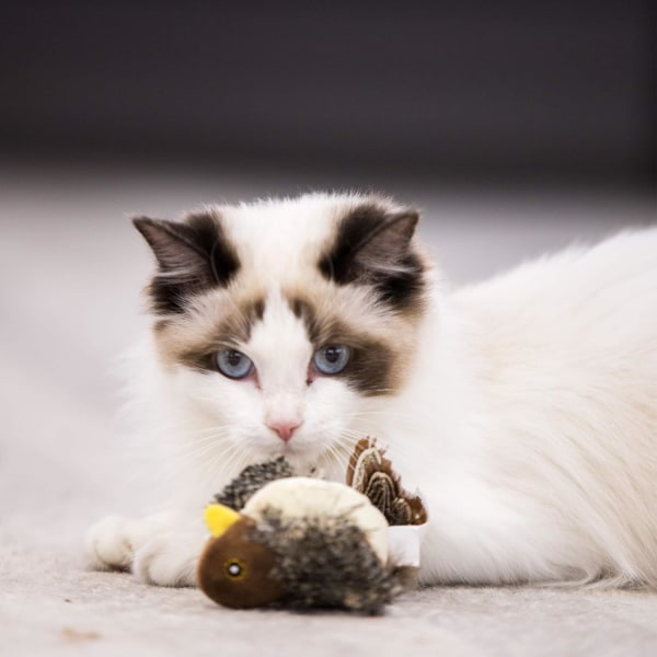 Pet Interactive Cat Toy Plyschleksaker för hundar och katter (fågel)