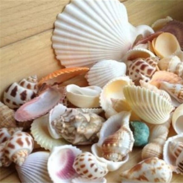 100g Beach Mixed SeaShells Mix Sea Shells Shell Craft SeaShells