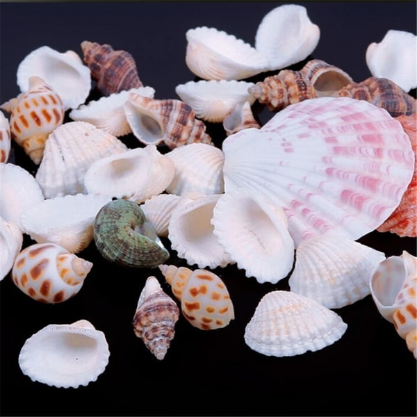 100g Beach Mixed SeaShells Mix Sea Shells Shell Craft SeaShells