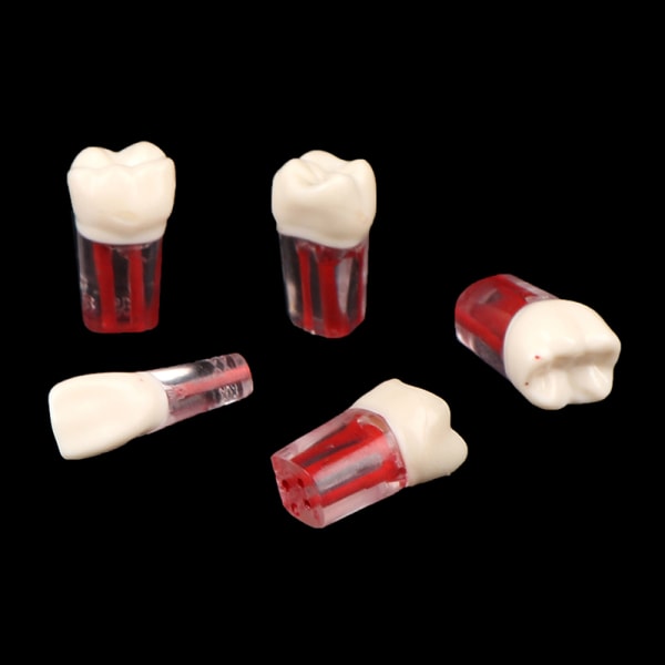 2st Harts Dental Endodontisk tand Modell Endo rotkanalfiler 16