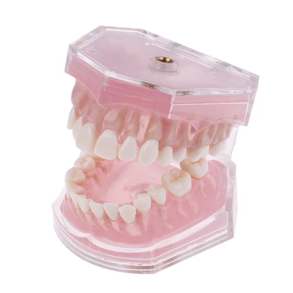 Dental Ortodontic Typodont Plastic Standard Model 4004