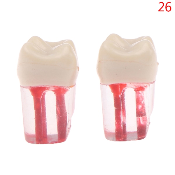 2st Harts Dental Endodontisk tand Modell Endo rotkanalfiler 26