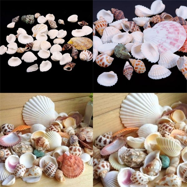 100g Beach Mixed SeaShells Mix Sea Shells Shell Craft SeaShells