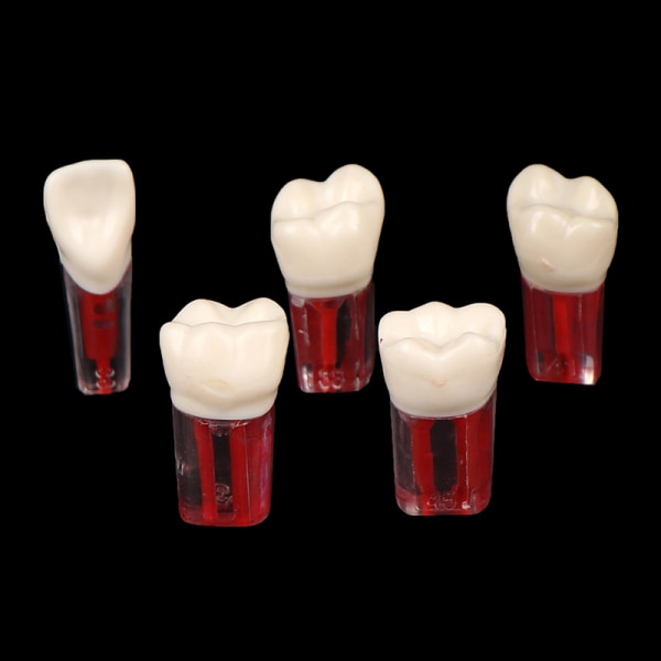 2st Harts Dental Endodontisk tand Modell Endo rotkanalfiler 16
