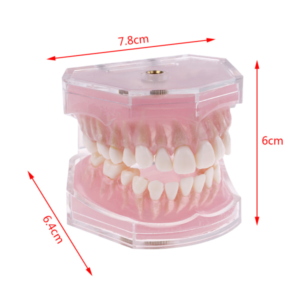 Dental Ortodontic Typodont Plastic Standard Model 4004