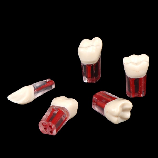 2st Harts Dental Endodontisk tand Modell Endo rotkanalfiler 26