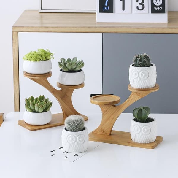 Trädgren [ympäristöystävällinen bambu], ruukutettu pieni bambu