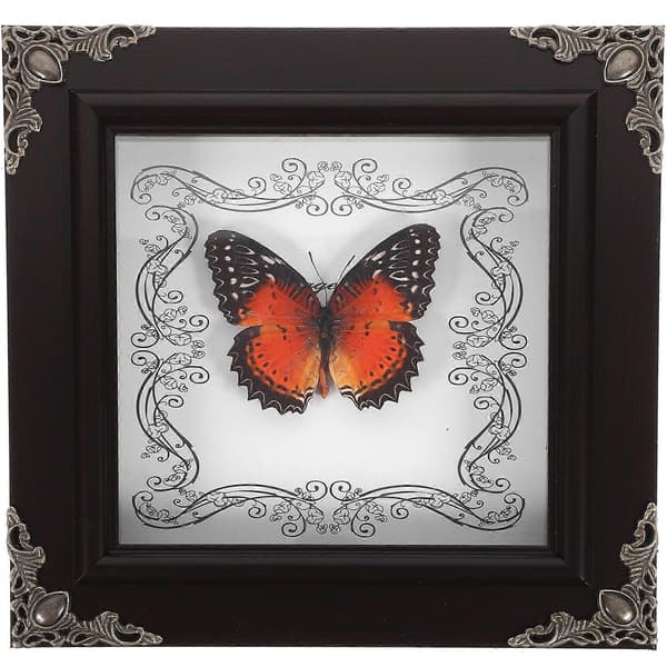 Butterfly Display Frame Framed Butterfly Collection with Butterfly