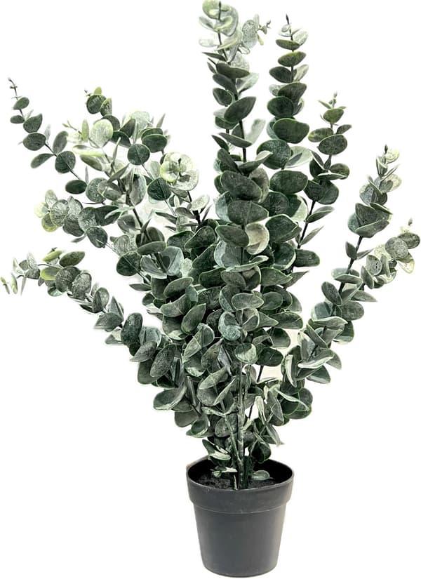 Eukalyptus tekokasvi 50 cm Grön green