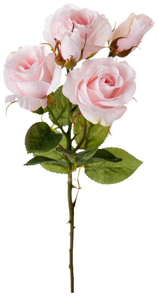 Roskvist Ros Ljusrosa