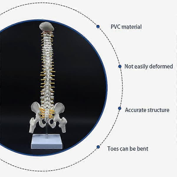 45 cm Mänsklig ryggrad med bäcken, anatomisk modell, PVC, vit, med stativ