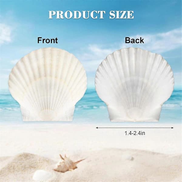 40 st Natural Scallop Shells 3.5-6 cm White Small Seashells for Crafts Real Shells Bulk