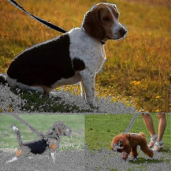 Hundträningskoppel 30 m Extra Långt Hundkoppel